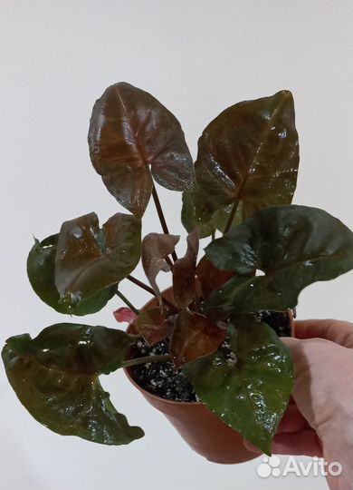 Шоколадный Сингониум Арон Браун (Брокант)