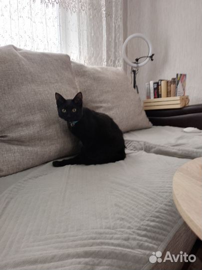 Котики и кошки