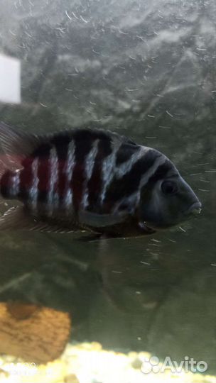 Аквариумные рыбки