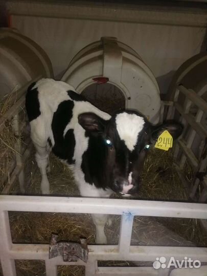 Бычки телки