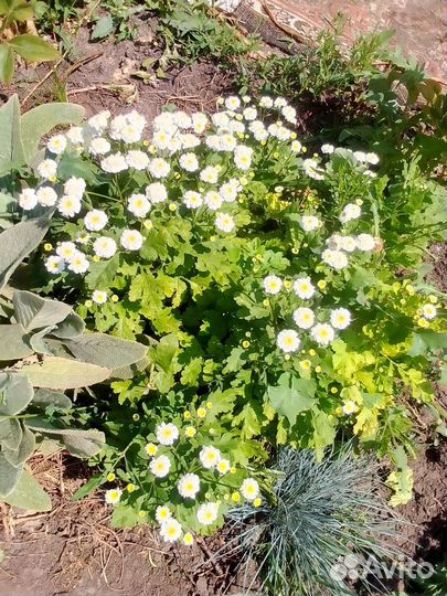 Кустики гипсофилы