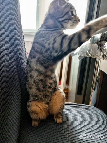 Ищем жениха