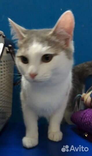 Молодой красивый котик Коржик