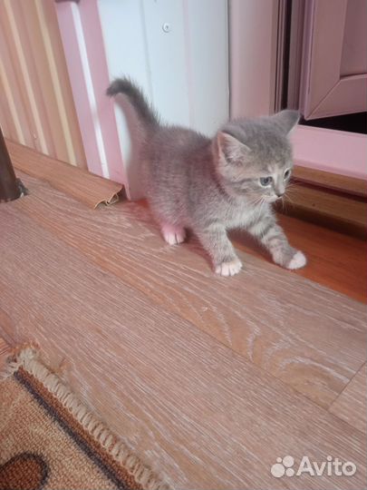 Кошки в добрые руки