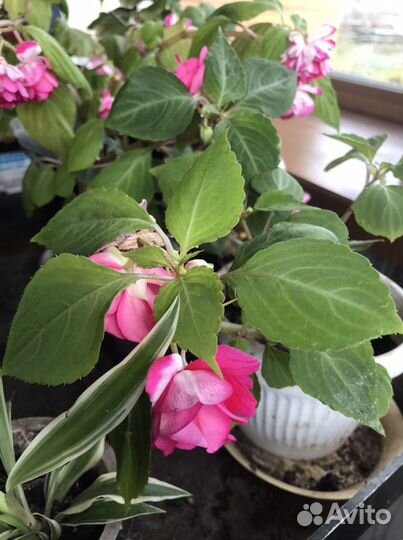 Бальзамин - Ванька мокрый