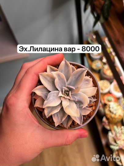 Succulent/эхеверия