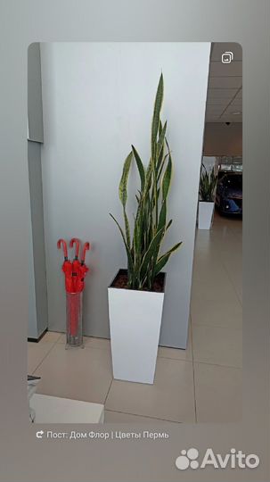 Сансевиерия лауренти