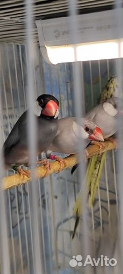 Японские,Зебровые,Рисовые амадины