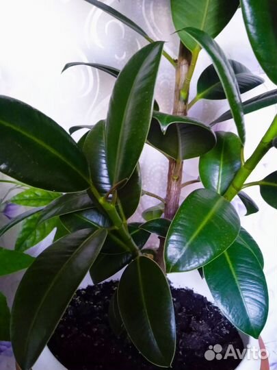 Фикус Эластика большой