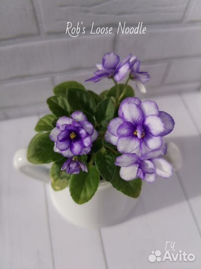 Детки сортовых фиалок