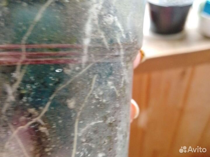 Рассада комнатных перцев