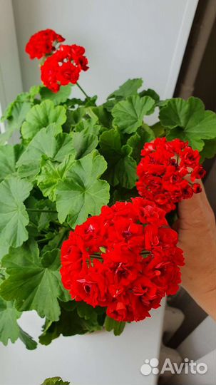Герань пеларгония Ангел Виола черенки и королевск