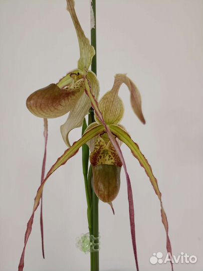 Орхидея Фрагмипедиум