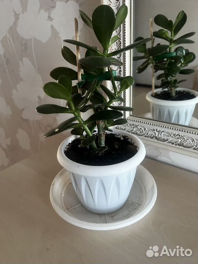 Толстянка денежное дерево