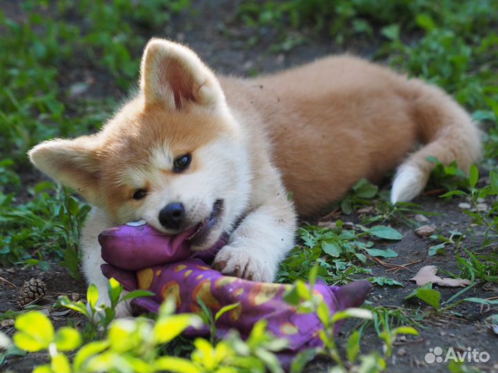 Акита ину щенки для Вас