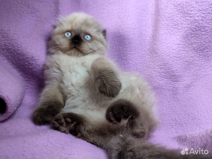 Фолд и страйт