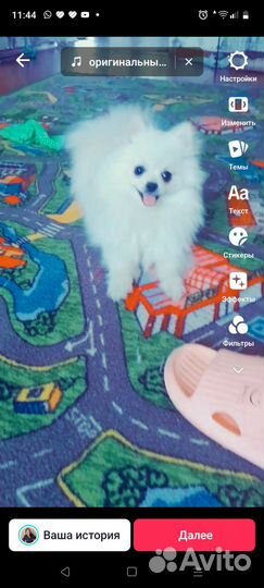 Померанский шпиц