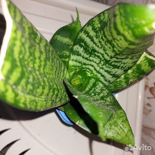 Сансевиерия