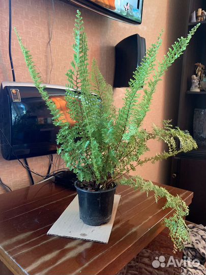 Папоротник нефролепис и алоэ