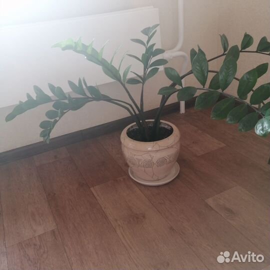 Замиокулькас