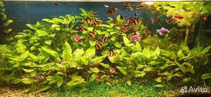 Растения для аквариума