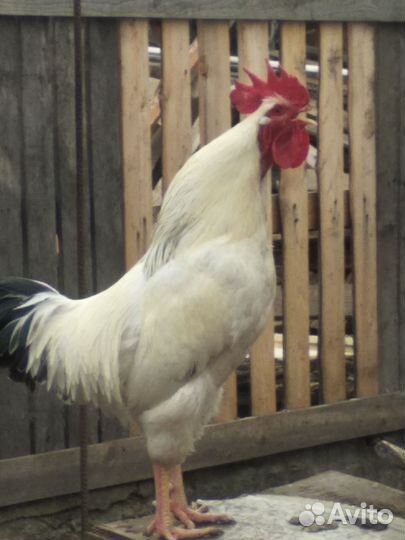 Петух