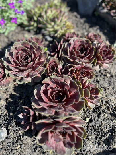 Молодидо (каменная роза)