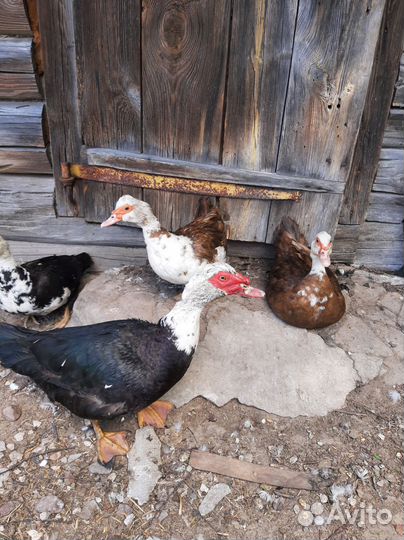 Яйцо индоутки (мускатная)