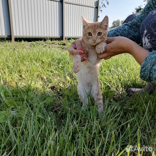 Кошка в дар бесплатно