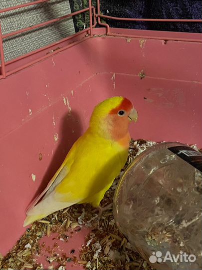 Попугай неразлучник