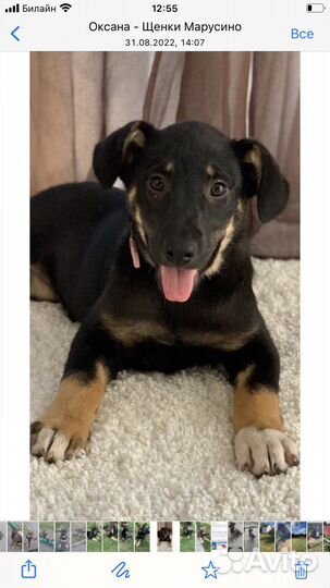 Метисы овчарки