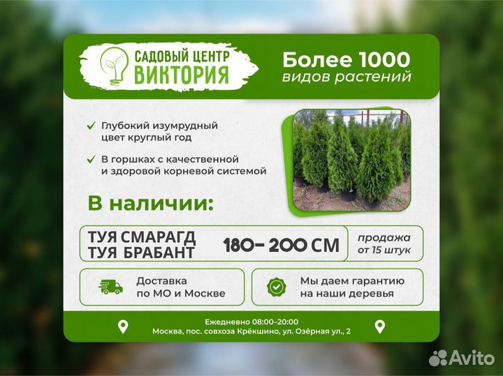 Саженцы хвойной Туи Смарагд 180-200 см