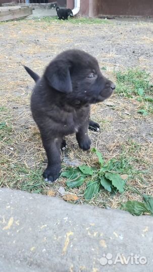 Щенки ищут дом