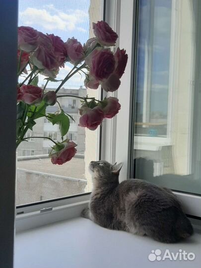 Отдам кошку