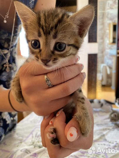 Котятки шотланской вислоухой