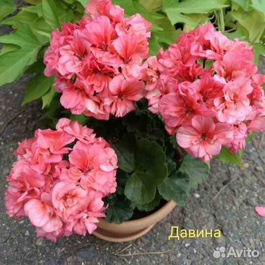 Пеларгония герань