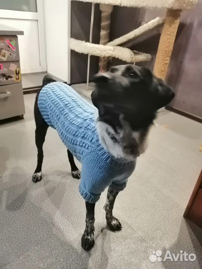 Кофта для собаки вязанная