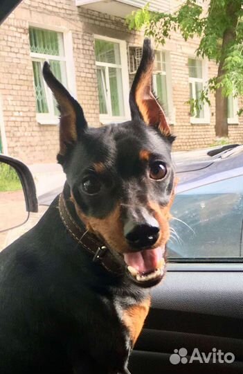 Щенки цвергпинчера