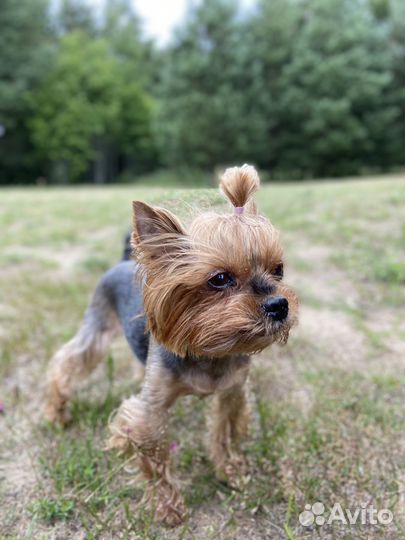 Передержка собак на озере / Зоогостиница