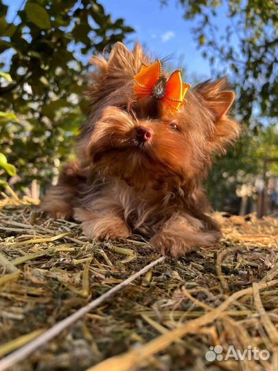 Мини мальчик и стандарт девочка шоколад