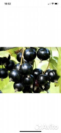 Крупная черная и красная смородина саженцы