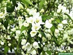 Яблоня ягодная для живой изгороди