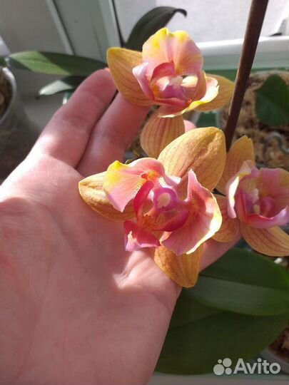 Орхидея Дубровник пелор