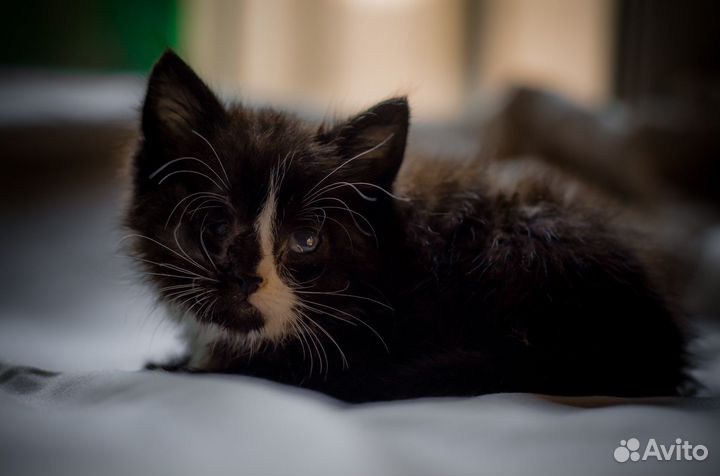 Котенок в добрые руки