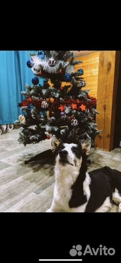 Собака девочка в хорошие руки