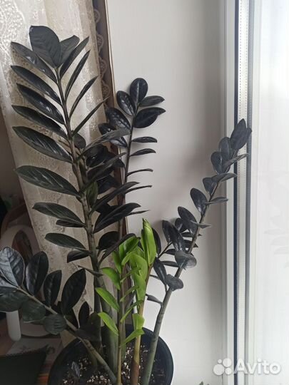 Срез замиокулькас черный raven