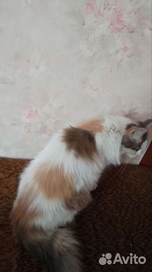 Трехцветная кошечка
