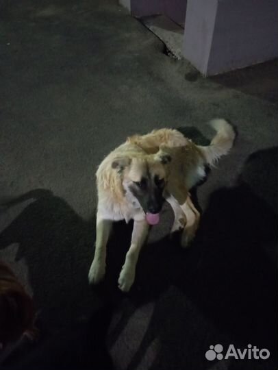 Собака ищет дом