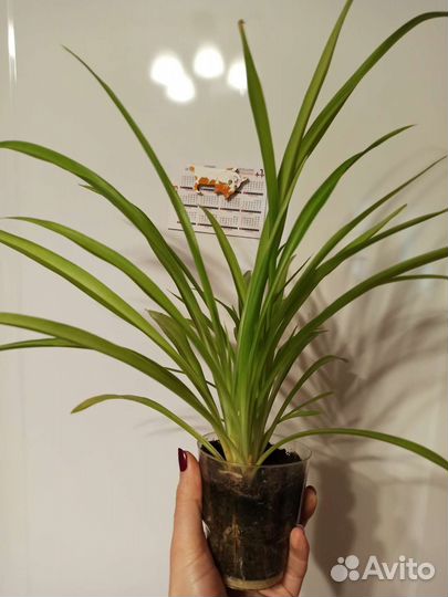 Хлорофитум