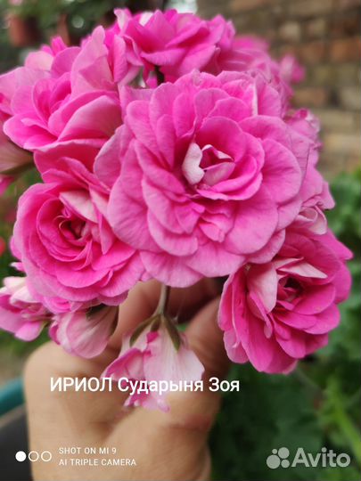 Пеларгонии